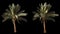 2 blowing on the wind beautiful green full size real tropical palm trees