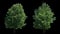 2 blowing on the wind trees isolated with alpha