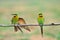 2 Blue-throated Bee-eater bird