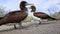 2 Brown Boobies Genovesa island, Galapagos