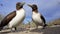 2 Brown Boobies Genovesa island, Galapagos