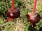 2 brown conkers hanging from strings ready to play