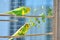 2 Budgies enjoying eucalyptus leaves