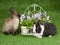 2 bunnies on green lawn with flowers