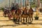 2 carriages, beautiful horses and coachmen at the Horse Feria Feria de Caballo , Jerez de la Frontera, Andalusia, Spain, May 14,