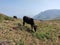 2 cattle grazing on top of a mountain