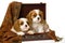 2 Cavalier King Charles Spaniel puppies