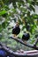 2 Celebes Magpies singing on the tree