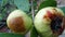 2 Crystal guava fruit that has undergone a process of decay?