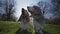 2 cute Bassett Hounds sitting in a park with the sun behind them in slow motion