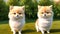 2 cute cartoon cats with short paws close-up. Generative AI