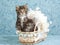 2 Cute Maine Coon kittens in mini baby crib