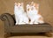 2 cute Persian kittens