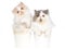 2 cute Persian kittens in white buckets