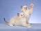 2 cute Ragdoll kittens on blue background