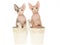 2 Cute Sphynx kittens in double buckets