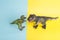 2 dinosaurs fighting on a yellow and blue background