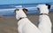 2 dogs looking at the ocean