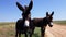 2 donkeys stand on a dusty village road and look into the camera. animals on the ranch