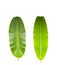 2 fresh banana leaf, standing upright, white background.