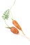 2 Fresh Carrots