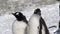 2 Gentoo penguins on the beach of Antarctica