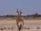 2 Giraffes walking away in Central Kalahari Game Reserve