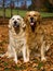 2 Golden Retrievers in field of Fall leaves