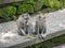 2 gray monkeys are sitting on a concrete bench against the background of overgrown green moss. One of them is eating a banana thou