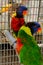 2 green parrots in cages Which looked with curiosity