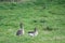 2 grey geese stand on a meadow and cackle and eat