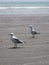 2 gulls looking pensive surf back ground