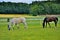 2 horses eating grass near Schloss Fasanarie