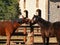 2 horses for Palio (siena)