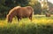 2 horses on a pasture on a beautiful sunny summer morning