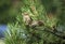 2 house sparrow in pine tree