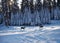 2 husky dogs in the winter forest. Generative AI