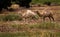 2 juvenile camels