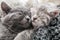 2 Kittens gently rub kiss and hug on knitted blanket, covered with plaid. Couple of cats in love friendship relationships napping