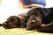 2 Labrador Retriever puppies sleep soundly