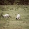 2 Lambs in English Countryside