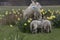 2 lambs following their mother in a field of of spring daffodils