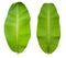 2 large banana Leafs, white background.