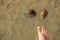 2 large river water clams on top of the sand with feet to compare the size of the bivalves.