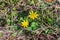 2 lesser celandine or pilewort Ficaria verna, formerly Ranunculus  flowers