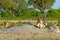 2 Lionesses resting on a termite mound