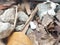 2 lizard eggs on a pile of rocks and dried leaves