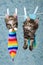 2 Maine Coon kittens in socks on line