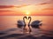 2 majestic white swans swim in the glassy waters of the Baltic Sea in front of a stunning orange sunset. The swans form a heart