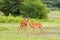 2 Male Impala, antelope with beautiful lyre-shaped horns in Tanzania, East Africa